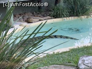 [P31] Featherdale Wildlife Park,crocodil » foto by AZE
 - 
<span class="allrVoted glyphicon glyphicon-heart hidden" id="av1386538"></span>
<a class="m-l-10 hidden" id="sv1386538" onclick="voting_Foto_DelVot(,1386538,10590)" role="button">șterge vot <span class="glyphicon glyphicon-remove"></span></a>
<a id="v91386538" class=" c-red"  onclick="voting_Foto_SetVot(1386538)" role="button"><span class="glyphicon glyphicon-heart-empty"></span> <b>LIKE</b> = Votează poza</a> <img class="hidden"  id="f1386538W9" src="/imagini/loader.gif" border="0" /><span class="AjErrMes hidden" id="e1386538ErM"></span>