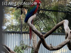 [P32] Featherdale Wildlife Park,papagal » foto by AZE
 - 
<span class="allrVoted glyphicon glyphicon-heart hidden" id="av1386539"></span>
<a class="m-l-10 hidden" id="sv1386539" onclick="voting_Foto_DelVot(,1386539,10590)" role="button">șterge vot <span class="glyphicon glyphicon-remove"></span></a>
<a id="v91386539" class=" c-red"  onclick="voting_Foto_SetVot(1386539)" role="button"><span class="glyphicon glyphicon-heart-empty"></span> <b>LIKE</b> = Votează poza</a> <img class="hidden"  id="f1386539W9" src="/imagini/loader.gif" border="0" /><span class="AjErrMes hidden" id="e1386539ErM"></span>