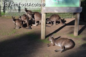 [P06] Featherdale Wildlife Park,grup de canguri socializează » foto by AZE
 - 
<span class="allrVoted glyphicon glyphicon-heart hidden" id="av1386498"></span>
<a class="m-l-10 hidden" id="sv1386498" onclick="voting_Foto_DelVot(,1386498,10590)" role="button">șterge vot <span class="glyphicon glyphicon-remove"></span></a>
<a id="v91386498" class=" c-red"  onclick="voting_Foto_SetVot(1386498)" role="button"><span class="glyphicon glyphicon-heart-empty"></span> <b>LIKE</b> = Votează poza</a> <img class="hidden"  id="f1386498W9" src="/imagini/loader.gif" border="0" /><span class="AjErrMes hidden" id="e1386498ErM"></span>