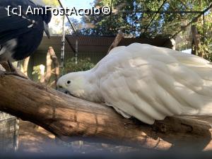 [P09] Featherdale Wildlife Park,păsări » foto by AZE
 - 
<span class="allrVoted glyphicon glyphicon-heart hidden" id="av1386506"></span>
<a class="m-l-10 hidden" id="sv1386506" onclick="voting_Foto_DelVot(,1386506,10590)" role="button">șterge vot <span class="glyphicon glyphicon-remove"></span></a>
<a id="v91386506" class=" c-red"  onclick="voting_Foto_SetVot(1386506)" role="button"><span class="glyphicon glyphicon-heart-empty"></span> <b>LIKE</b> = Votează poza</a> <img class="hidden"  id="f1386506W9" src="/imagini/loader.gif" border="0" /><span class="AjErrMes hidden" id="e1386506ErM"></span>