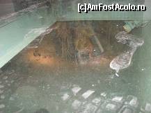 [P05] Zona aflata la subsol,cu sapaturi arheologice,dar care poate fi vazuta de la parter,prin acest geam din sticla transparenta. » foto by georgiana
 - 
<span class="allrVoted glyphicon glyphicon-heart hidden" id="av275310"></span>
<a class="m-l-10 hidden" id="sv275310" onclick="voting_Foto_DelVot(,275310,10592)" role="button">șterge vot <span class="glyphicon glyphicon-remove"></span></a>
<a id="v9275310" class=" c-red"  onclick="voting_Foto_SetVot(275310)" role="button"><span class="glyphicon glyphicon-heart-empty"></span> <b>LIKE</b> = Votează poza</a> <img class="hidden"  id="f275310W9" src="/imagini/loader.gif" border="0" /><span class="AjErrMes hidden" id="e275310ErM"></span>