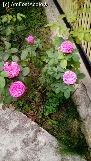 [P19] Tufa de trandafiri de dulceață!  » foto by mihaela p
 - 
<span class="allrVoted glyphicon glyphicon-heart hidden" id="av1010445"></span>
<a class="m-l-10 hidden" id="sv1010445" onclick="voting_Foto_DelVot(,1010445,10602)" role="button">șterge vot <span class="glyphicon glyphicon-remove"></span></a>
<a id="v91010445" class=" c-red"  onclick="voting_Foto_SetVot(1010445)" role="button"><span class="glyphicon glyphicon-heart-empty"></span> <b>LIKE</b> = Votează poza</a> <img class="hidden"  id="f1010445W9" src="/imagini/loader.gif" border="0" /><span class="AjErrMes hidden" id="e1010445ErM"></span>