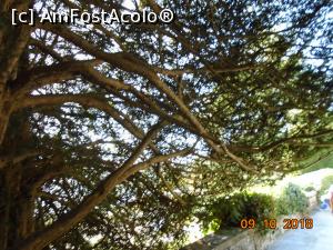 [P21] Sub cupola copacului adăpost » foto by Mitica49
 - 
<span class="allrVoted glyphicon glyphicon-heart hidden" id="av1065653"></span>
<a class="m-l-10 hidden" id="sv1065653" onclick="voting_Foto_DelVot(,1065653,10638)" role="button">șterge vot <span class="glyphicon glyphicon-remove"></span></a>
<a id="v91065653" class=" c-red"  onclick="voting_Foto_SetVot(1065653)" role="button"><span class="glyphicon glyphicon-heart-empty"></span> <b>LIKE</b> = Votează poza</a> <img class="hidden"  id="f1065653W9" src="/imagini/loader.gif" border="0" /><span class="AjErrMes hidden" id="e1065653ErM"></span>