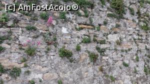 [P03] O floricică răsărită în zidurile venețiene » foto by Carmen Ion
 - 
<span class="allrVoted glyphicon glyphicon-heart hidden" id="av1373270"></span>
<a class="m-l-10 hidden" id="sv1373270" onclick="voting_Foto_DelVot(,1373270,10639)" role="button">șterge vot <span class="glyphicon glyphicon-remove"></span></a>
<a id="v91373270" class=" c-red"  onclick="voting_Foto_SetVot(1373270)" role="button"><span class="glyphicon glyphicon-heart-empty"></span> <b>LIKE</b> = Votează poza</a> <img class="hidden"  id="f1373270W9" src="/imagini/loader.gif" border="0" /><span class="AjErrMes hidden" id="e1373270ErM"></span>