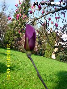 [P27] “De ce iubim România”?...Magnolii la Mănăstirea Argeş » foto by magdalena
 - 
<span class="allrVoted glyphicon glyphicon-heart hidden" id="av278722"></span>
<a class="m-l-10 hidden" id="sv278722" onclick="voting_Foto_DelVot(,278722,10662)" role="button">șterge vot <span class="glyphicon glyphicon-remove"></span></a>
<a id="v9278722" class=" c-red"  onclick="voting_Foto_SetVot(278722)" role="button"><span class="glyphicon glyphicon-heart-empty"></span> <b>LIKE</b> = Votează poza</a> <img class="hidden"  id="f278722W9" src="/imagini/loader.gif" border="0" /><span class="AjErrMes hidden" id="e278722ErM"></span>