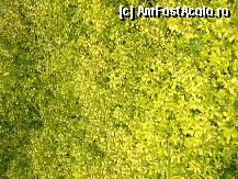 [P41] “De ce iubim România”?...Câmp de sânziene in Făgăraş » foto by magdalena
 - 
<span class="allrVoted glyphicon glyphicon-heart hidden" id="av278745"></span>
<a class="m-l-10 hidden" id="sv278745" onclick="voting_Foto_DelVot(,278745,10662)" role="button">șterge vot <span class="glyphicon glyphicon-remove"></span></a>
<a id="v9278745" class=" c-red"  onclick="voting_Foto_SetVot(278745)" role="button"><span class="glyphicon glyphicon-heart-empty"></span> <b>LIKE</b> = Votează poza</a> <img class="hidden"  id="f278745W9" src="/imagini/loader.gif" border="0" /><span class="AjErrMes hidden" id="e278745ErM"></span>