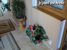 [P03] Chiar la usa camerei noastre era o frumoasa planta anturium » foto by dananecula*
 - 
<span class="allrVoted glyphicon glyphicon-heart hidden" id="av278826"></span>
<a class="m-l-10 hidden" id="sv278826" onclick="voting_Foto_DelVot(,278826,10666)" role="button">șterge vot <span class="glyphicon glyphicon-remove"></span></a>
<a id="v9278826" class=" c-red"  onclick="voting_Foto_SetVot(278826)" role="button"><span class="glyphicon glyphicon-heart-empty"></span> <b>LIKE</b> = Votează poza</a> <img class="hidden"  id="f278826W9" src="/imagini/loader.gif" border="0" /><span class="AjErrMes hidden" id="e278826ErM"></span>