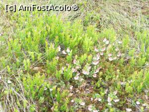 [P23] Tinovul Mohoș - Vegetația tinovului. » foto by iulianic
 - 
<span class="allrVoted glyphicon glyphicon-heart hidden" id="av1375758"></span>
<a class="m-l-10 hidden" id="sv1375758" onclick="voting_Foto_DelVot(,1375758,10680)" role="button">șterge vot <span class="glyphicon glyphicon-remove"></span></a>
<a id="v91375758" class=" c-red"  onclick="voting_Foto_SetVot(1375758)" role="button"><span class="glyphicon glyphicon-heart-empty"></span> <b>LIKE</b> = Votează poza</a> <img class="hidden"  id="f1375758W9" src="/imagini/loader.gif" border="0" /><span class="AjErrMes hidden" id="e1375758ErM"></span>