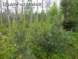[P25] Tinovul Mohoș - Vegetația tinovului. » foto by iulianic
 - 
<span class="allrVoted glyphicon glyphicon-heart hidden" id="av1375760"></span>
<a class="m-l-10 hidden" id="sv1375760" onclick="voting_Foto_DelVot(,1375760,10680)" role="button">șterge vot <span class="glyphicon glyphicon-remove"></span></a>
<a id="v91375760" class=" c-red"  onclick="voting_Foto_SetVot(1375760)" role="button"><span class="glyphicon glyphicon-heart-empty"></span> <b>LIKE</b> = Votează poza</a> <img class="hidden"  id="f1375760W9" src="/imagini/loader.gif" border="0" /><span class="AjErrMes hidden" id="e1375760ErM"></span>