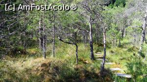 [P16] Bonsai-ul, un pin contorsionat și pipernicit care face deliciul fotografilor japonezi » foto by Lucien
 - 
<span class="allrVoted glyphicon glyphicon-heart hidden" id="av803181"></span>
<a class="m-l-10 hidden" id="sv803181" onclick="voting_Foto_DelVot(,803181,10680)" role="button">șterge vot <span class="glyphicon glyphicon-remove"></span></a>
<a id="v9803181" class=" c-red"  onclick="voting_Foto_SetVot(803181)" role="button"><span class="glyphicon glyphicon-heart-empty"></span> <b>LIKE</b> = Votează poza</a> <img class="hidden"  id="f803181W9" src="/imagini/loader.gif" border="0" /><span class="AjErrMes hidden" id="e803181ErM"></span>