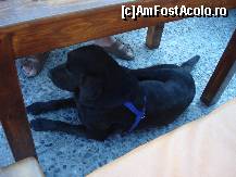 [P17] Catelul superb din Moraitika de care nu mai scapam » foto by ionescunic
 - 
<span class="allrVoted glyphicon glyphicon-heart hidden" id="av138095"></span>
<a class="m-l-10 hidden" id="sv138095" onclick="voting_Foto_DelVot(,138095,10695)" role="button">șterge vot <span class="glyphicon glyphicon-remove"></span></a>
<a id="v9138095" class=" c-red"  onclick="voting_Foto_SetVot(138095)" role="button"><span class="glyphicon glyphicon-heart-empty"></span> <b>LIKE</b> = Votează poza</a> <img class="hidden"  id="f138095W9" src="/imagini/loader.gif" border="0" /><span class="AjErrMes hidden" id="e138095ErM"></span>