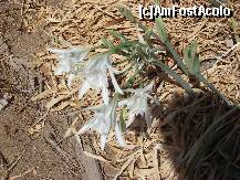 [P49] Crini de mare pe plaja Glifada » foto by georgiana
 - 
<span class="allrVoted glyphicon glyphicon-heart hidden" id="av280723"></span>
<a class="m-l-10 hidden" id="sv280723" onclick="voting_Foto_DelVot(,280723,10695)" role="button">șterge vot <span class="glyphicon glyphicon-remove"></span></a>
<a id="v9280723" class=" c-red"  onclick="voting_Foto_SetVot(280723)" role="button"><span class="glyphicon glyphicon-heart-empty"></span> <b>LIKE</b> = Votează poza</a> <img class="hidden"  id="f280723W9" src="/imagini/loader.gif" border="0" /><span class="AjErrMes hidden" id="e280723ErM"></span>