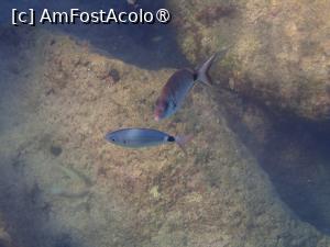 [P08] Nissaki beach - peisaje submarine » foto by Dragoș_MD
 - 
<span class="allrVoted glyphicon glyphicon-heart hidden" id="av1502365"></span>
<a class="m-l-10 hidden" id="sv1502365" onclick="voting_Foto_DelVot(,1502365,10695)" role="button">șterge vot <span class="glyphicon glyphicon-remove"></span></a>
<a id="v91502365" class=" c-red"  onclick="voting_Foto_SetVot(1502365)" role="button"><span class="glyphicon glyphicon-heart-empty"></span> <b>LIKE</b> = Votează poza</a> <img class="hidden"  id="f1502365W9" src="/imagini/loader.gif" border="0" /><span class="AjErrMes hidden" id="e1502365ErM"></span>