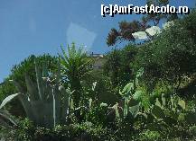 [P15] Pini,aloe uriasa,cactusi ,yuka si,bineinteles,maslini » foto by georgiana
 - 
<span class="allrVoted glyphicon glyphicon-heart hidden" id="av300709"></span>
<a class="m-l-10 hidden" id="sv300709" onclick="voting_Foto_DelVot(,300709,10697)" role="button">șterge vot <span class="glyphicon glyphicon-remove"></span></a>
<a id="v9300709" class=" c-red"  onclick="voting_Foto_SetVot(300709)" role="button"><span class="glyphicon glyphicon-heart-empty"></span> <b>LIKE</b> = Votează poza</a> <img class="hidden"  id="f300709W9" src="/imagini/loader.gif" border="0" /><span class="AjErrMes hidden" id="e300709ErM"></span>