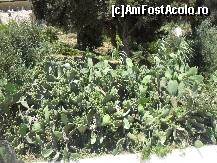 [P42] Vegetatie mediteraneana des intalnita » foto by georgiana
 - 
<span class="allrVoted glyphicon glyphicon-heart hidden" id="av300748"></span>
<a class="m-l-10 hidden" id="sv300748" onclick="voting_Foto_DelVot(,300748,10697)" role="button">șterge vot <span class="glyphicon glyphicon-remove"></span></a>
<a id="v9300748" class=" c-red"  onclick="voting_Foto_SetVot(300748)" role="button"><span class="glyphicon glyphicon-heart-empty"></span> <b>LIKE</b> = Votează poza</a> <img class="hidden"  id="f300748W9" src="/imagini/loader.gif" border="0" /><span class="AjErrMes hidden" id="e300748ErM"></span>