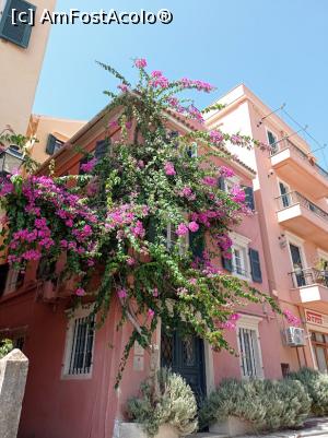 [P15] Bouganvillea împodobind fațada unei case. » foto by Rodel
 - 
<span class="allrVoted glyphicon glyphicon-heart hidden" id="av1339865"></span>
<a class="m-l-10 hidden" id="sv1339865" onclick="voting_Foto_DelVot(,1339865,10697)" role="button">șterge vot <span class="glyphicon glyphicon-remove"></span></a>
<a id="v91339865" class=" c-red"  onclick="voting_Foto_SetVot(1339865)" role="button"><span class="glyphicon glyphicon-heart-empty"></span> <b>LIKE</b> = Votează poza</a> <img class="hidden"  id="f1339865W9" src="/imagini/loader.gif" border="0" /><span class="AjErrMes hidden" id="e1339865ErM"></span>