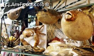 [P12] Faună marină diversă, conservată.  » foto by Lucien
 - 
<span class="allrVoted glyphicon glyphicon-heart hidden" id="av786966"></span>
<a class="m-l-10 hidden" id="sv786966" onclick="voting_Foto_DelVot(,786966,10697)" role="button">șterge vot <span class="glyphicon glyphicon-remove"></span></a>
<a id="v9786966" class=" c-red"  onclick="voting_Foto_SetVot(786966)" role="button"><span class="glyphicon glyphicon-heart-empty"></span> <b>LIKE</b> = Votează poza</a> <img class="hidden"  id="f786966W9" src="/imagini/loader.gif" border="0" /><span class="AjErrMes hidden" id="e786966ErM"></span>