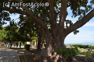 [P11] Copac secular în parcul din fața Fortului.  » foto by Ioan Raita
 - 
<span class="allrVoted glyphicon glyphicon-heart hidden" id="av743706"></span>
<a class="m-l-10 hidden" id="sv743706" onclick="voting_Foto_DelVot(,743706,10697)" role="button">șterge vot <span class="glyphicon glyphicon-remove"></span></a>
<a id="v9743706" class=" c-red"  onclick="voting_Foto_SetVot(743706)" role="button"><span class="glyphicon glyphicon-heart-empty"></span> <b>LIKE</b> = Votează poza</a> <img class="hidden"  id="f743706W9" src="/imagini/loader.gif" border="0" /><span class="AjErrMes hidden" id="e743706ErM"></span>