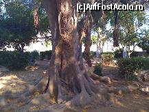 [P16] Nu stiu cum se cheama, insa pare ca tare greu i-a fost sa creasca!... » foto by bubumaia
 - 
<span class="allrVoted glyphicon glyphicon-heart hidden" id="av118961"></span>
<a class="m-l-10 hidden" id="sv118961" onclick="voting_Foto_DelVot(,118961,10697)" role="button">șterge vot <span class="glyphicon glyphicon-remove"></span></a>
<a id="v9118961" class=" c-red"  onclick="voting_Foto_SetVot(118961)" role="button"><span class="glyphicon glyphicon-heart-empty"></span> <b>LIKE</b> = Votează poza</a> <img class="hidden"  id="f118961W9" src="/imagini/loader.gif" border="0" /><span class="AjErrMes hidden" id="e118961ErM"></span>