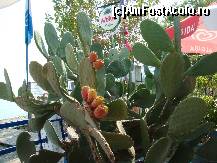 [P16] un cactus imens pe plaja din Moraitika! » foto by sandu.53
 - 
<span class="allrVoted glyphicon glyphicon-heart hidden" id="av264998"></span>
<a class="m-l-10 hidden" id="sv264998" onclick="voting_Foto_DelVot(,264998,10698)" role="button">șterge vot <span class="glyphicon glyphicon-remove"></span></a>
<a id="v9264998" class=" c-red"  onclick="voting_Foto_SetVot(264998)" role="button"><span class="glyphicon glyphicon-heart-empty"></span> <b>LIKE</b> = Votează poza</a> <img class="hidden"  id="f264998W9" src="/imagini/loader.gif" border="0" /><span class="AjErrMes hidden" id="e264998ErM"></span>