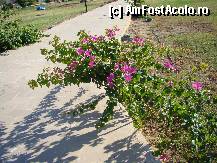 [P07] Minunate bougainvillea sau floarea de hartie, prejmuiau aleile hotelului si erau de toate culorile. » foto by Muffin2009*
 - 
<span class="allrVoted glyphicon glyphicon-heart hidden" id="av281066"></span>
<a class="m-l-10 hidden" id="sv281066" onclick="voting_Foto_DelVot(,281066,10703)" role="button">șterge vot <span class="glyphicon glyphicon-remove"></span></a>
<a id="v9281066" class=" c-red"  onclick="voting_Foto_SetVot(281066)" role="button"><span class="glyphicon glyphicon-heart-empty"></span> <b>LIKE</b> = Votează poza</a> <img class="hidden"  id="f281066W9" src="/imagini/loader.gif" border="0" /><span class="AjErrMes hidden" id="e281066ErM"></span>