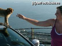 [P14] Maimuță pe mașină » foto by ramo_info
 - 
<span class="allrVoted glyphicon glyphicon-heart hidden" id="av224020"></span>
<a class="m-l-10 hidden" id="sv224020" onclick="voting_Foto_DelVot(,224020,10713)" role="button">șterge vot <span class="glyphicon glyphicon-remove"></span></a>
<a id="v9224020" class=" c-red"  onclick="voting_Foto_SetVot(224020)" role="button"><span class="glyphicon glyphicon-heart-empty"></span> <b>LIKE</b> = Votează poza</a> <img class="hidden"  id="f224020W9" src="/imagini/loader.gif" border="0" /><span class="AjErrMes hidden" id="e224020ErM"></span>