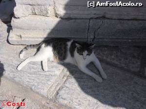 [P09] O pisică printre ruinele Efesului...  » foto by Costi
 - 
<span class="allrVoted glyphicon glyphicon-heart hidden" id="av561066"></span>
<a class="m-l-10 hidden" id="sv561066" onclick="voting_Foto_DelVot(,561066,10840)" role="button">șterge vot <span class="glyphicon glyphicon-remove"></span></a>
<a id="v9561066" class=" c-red"  onclick="voting_Foto_SetVot(561066)" role="button"><span class="glyphicon glyphicon-heart-empty"></span> <b>LIKE</b> = Votează poza</a> <img class="hidden"  id="f561066W9" src="/imagini/loader.gif" border="0" /><span class="AjErrMes hidden" id="e561066ErM"></span>