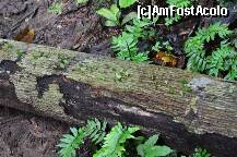 [P16] O colonie de furnici isi aduna provizii (bucati de frunze).Totul e bine organizat, se merge in coloana. » foto by Arinuca
 - 
<span class="allrVoted glyphicon glyphicon-heart hidden" id="av288837"></span>
<a class="m-l-10 hidden" id="sv288837" onclick="voting_Foto_DelVot(,288837,10875)" role="button">șterge vot <span class="glyphicon glyphicon-remove"></span></a>
<a id="v9288837" class=" c-red"  onclick="voting_Foto_SetVot(288837)" role="button"><span class="glyphicon glyphicon-heart-empty"></span> <b>LIKE</b> = Votează poza</a> <img class="hidden"  id="f288837W9" src="/imagini/loader.gif" border="0" /><span class="AjErrMes hidden" id="e288837ErM"></span>