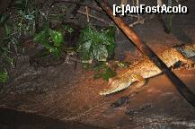 [P20] Caiman la plimbare, pe malul raului » foto by Arinuca
 - 
<span class="allrVoted glyphicon glyphicon-heart hidden" id="av288841"></span>
<a class="m-l-10 hidden" id="sv288841" onclick="voting_Foto_DelVot(,288841,10875)" role="button">șterge vot <span class="glyphicon glyphicon-remove"></span></a>
<a id="v9288841" class=" c-red"  onclick="voting_Foto_SetVot(288841)" role="button"><span class="glyphicon glyphicon-heart-empty"></span> <b>LIKE</b> = Votează poza</a> <img class="hidden"  id="f288841W9" src="/imagini/loader.gif" border="0" /><span class="AjErrMes hidden" id="e288841ErM"></span>