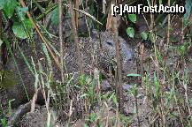 [P21] Capibara la odihna » foto by Arinuca
 - 
<span class="allrVoted glyphicon glyphicon-heart hidden" id="av288842"></span>
<a class="m-l-10 hidden" id="sv288842" onclick="voting_Foto_DelVot(,288842,10875)" role="button">șterge vot <span class="glyphicon glyphicon-remove"></span></a>
<a id="v9288842" class=" c-red"  onclick="voting_Foto_SetVot(288842)" role="button"><span class="glyphicon glyphicon-heart-empty"></span> <b>LIKE</b> = Votează poza</a> <img class="hidden"  id="f288842W9" src="/imagini/loader.gif" border="0" /><span class="AjErrMes hidden" id="e288842ErM"></span>