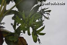 [P25] Un ciorchine de banane cu putin timp inainte de a fi cules » foto by Arinuca
 - 
<span class="allrVoted glyphicon glyphicon-heart hidden" id="av288846"></span>
<a class="m-l-10 hidden" id="sv288846" onclick="voting_Foto_DelVot(,288846,10875)" role="button">șterge vot <span class="glyphicon glyphicon-remove"></span></a>
<a id="v9288846" class=" c-red"  onclick="voting_Foto_SetVot(288846)" role="button"><span class="glyphicon glyphicon-heart-empty"></span> <b>LIKE</b> = Votează poza</a> <img class="hidden"  id="f288846W9" src="/imagini/loader.gif" border="0" /><span class="AjErrMes hidden" id="e288846ErM"></span>
