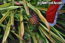[P26] Am aflat ca ananasul  creste la nivelul solului, intr-un fel de tufis » foto by Arinuca
 - 
<span class="allrVoted glyphicon glyphicon-heart hidden" id="av288847"></span>
<a class="m-l-10 hidden" id="sv288847" onclick="voting_Foto_DelVot(,288847,10875)" role="button">șterge vot <span class="glyphicon glyphicon-remove"></span></a>
<a id="v9288847" class=" c-red"  onclick="voting_Foto_SetVot(288847)" role="button"><span class="glyphicon glyphicon-heart-empty"></span> <b>LIKE</b> = Votează poza</a> <img class="hidden"  id="f288847W9" src="/imagini/loader.gif" border="0" /><span class="AjErrMes hidden" id="e288847ErM"></span>