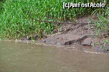 [P03] Un pui de caiman pe malul raului Tambopata » foto by Arinuca
 - 
<span class="allrVoted glyphicon glyphicon-heart hidden" id="av288648"></span>
<a class="m-l-10 hidden" id="sv288648" onclick="voting_Foto_DelVot(,288648,10875)" role="button">șterge vot <span class="glyphicon glyphicon-remove"></span></a>
<a id="v9288648" class=" c-red"  onclick="voting_Foto_SetVot(288648)" role="button"><span class="glyphicon glyphicon-heart-empty"></span> <b>LIKE</b> = Votează poza</a> <img class="hidden"  id="f288648W9" src="/imagini/loader.gif" border="0" /><span class="AjErrMes hidden" id="e288648ErM"></span>