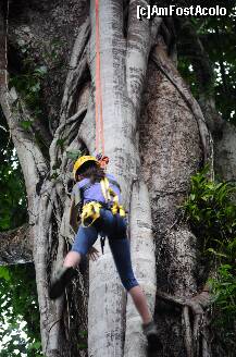 [P31] La catarare, intr-un ficus de 30 m inaltime » foto by Arinuca
 - 
<span class="allrVoted glyphicon glyphicon-heart hidden" id="av288853"></span>
<a class="m-l-10 hidden" id="sv288853" onclick="voting_Foto_DelVot(,288853,10875)" role="button">șterge vot <span class="glyphicon glyphicon-remove"></span></a>
<a id="v9288853" class=" c-red"  onclick="voting_Foto_SetVot(288853)" role="button"><span class="glyphicon glyphicon-heart-empty"></span> <b>LIKE</b> = Votează poza</a> <img class="hidden"  id="f288853W9" src="/imagini/loader.gif" border="0" /><span class="AjErrMes hidden" id="e288853ErM"></span>