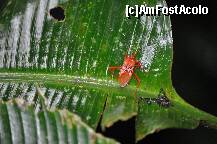 [P05] Gandacul Strelitei » foto by Arinuca
 - 
<span class="allrVoted glyphicon glyphicon-heart hidden" id="av288650"></span>
<a class="m-l-10 hidden" id="sv288650" onclick="voting_Foto_DelVot(,288650,10875)" role="button">șterge vot <span class="glyphicon glyphicon-remove"></span></a>
<a id="v9288650" class=" c-red"  onclick="voting_Foto_SetVot(288650)" role="button"><span class="glyphicon glyphicon-heart-empty"></span> <b>LIKE</b> = Votează poza</a> <img class="hidden"  id="f288650W9" src="/imagini/loader.gif" border="0" /><span class="AjErrMes hidden" id="e288650ErM"></span>