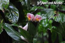 [P09] Flori din jungla » foto by Arinuca
 - 
<span class="allrVoted glyphicon glyphicon-heart hidden" id="av288830"></span>
<a class="m-l-10 hidden" id="sv288830" onclick="voting_Foto_DelVot(,288830,10875)" role="button">șterge vot <span class="glyphicon glyphicon-remove"></span></a>
<a id="v9288830" class=" c-red"  onclick="voting_Foto_SetVot(288830)" role="button"><span class="glyphicon glyphicon-heart-empty"></span> <b>LIKE</b> = Votează poza</a> <img class="hidden"  id="f288830W9" src="/imagini/loader.gif" border="0" /><span class="AjErrMes hidden" id="e288830ErM"></span>