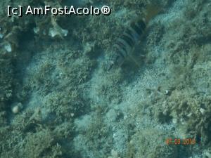 [P26] snorkeling la Hovolo » foto by dropacel
 - 
<span class="allrVoted glyphicon glyphicon-heart hidden" id="av789799"></span>
<a class="m-l-10 hidden" id="sv789799" onclick="voting_Foto_DelVot(,789799,10932)" role="button">șterge vot <span class="glyphicon glyphicon-remove"></span></a>
<a id="v9789799" class=" c-red"  onclick="voting_Foto_SetVot(789799)" role="button"><span class="glyphicon glyphicon-heart-empty"></span> <b>LIKE</b> = Votează poza</a> <img class="hidden"  id="f789799W9" src="/imagini/loader.gif" border="0" /><span class="AjErrMes hidden" id="e789799ErM"></span>