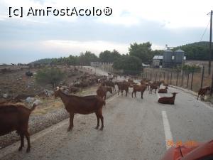 [P33] ferma de capre » foto by dropacel
 - 
<span class="allrVoted glyphicon glyphicon-heart hidden" id="av789806"></span>
<a class="m-l-10 hidden" id="sv789806" onclick="voting_Foto_DelVot(,789806,10932)" role="button">șterge vot <span class="glyphicon glyphicon-remove"></span></a>
<a id="v9789806" class=" c-red"  onclick="voting_Foto_SetVot(789806)" role="button"><span class="glyphicon glyphicon-heart-empty"></span> <b>LIKE</b> = Votează poza</a> <img class="hidden"  id="f789806W9" src="/imagini/loader.gif" border="0" /><span class="AjErrMes hidden" id="e789806ErM"></span>