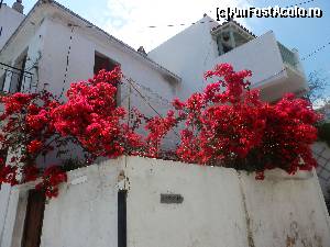[P105] Skopelos Town » foto by Cris
 - 
<span class="allrVoted glyphicon glyphicon-heart hidden" id="av629211"></span>
<a class="m-l-10 hidden" id="sv629211" onclick="voting_Foto_DelVot(,629211,10932)" role="button">șterge vot <span class="glyphicon glyphicon-remove"></span></a>
<a id="v9629211" class=" c-red"  onclick="voting_Foto_SetVot(629211)" role="button"><span class="glyphicon glyphicon-heart-empty"></span> <b>LIKE</b> = Votează poza</a> <img class="hidden"  id="f629211W9" src="/imagini/loader.gif" border="0" /><span class="AjErrMes hidden" id="e629211ErM"></span>