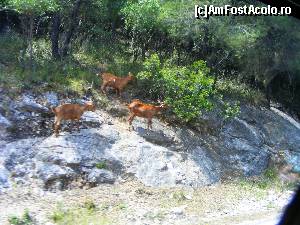 [P45] Insula Skopelos » foto by Cris
 - 
<span class="allrVoted glyphicon glyphicon-heart hidden" id="av629151"></span>
<a class="m-l-10 hidden" id="sv629151" onclick="voting_Foto_DelVot(,629151,10932)" role="button">șterge vot <span class="glyphicon glyphicon-remove"></span></a>
<a id="v9629151" class=" c-red"  onclick="voting_Foto_SetVot(629151)" role="button"><span class="glyphicon glyphicon-heart-empty"></span> <b>LIKE</b> = Votează poza</a> <img class="hidden"  id="f629151W9" src="/imagini/loader.gif" border="0" /><span class="AjErrMes hidden" id="e629151ErM"></span>