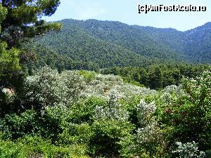 [P46] Insula Skopelos - verde cât vezi cu ochii » foto by Cris
 - 
<span class="allrVoted glyphicon glyphicon-heart hidden" id="av629152"></span>
<a class="m-l-10 hidden" id="sv629152" onclick="voting_Foto_DelVot(,629152,10932)" role="button">șterge vot <span class="glyphicon glyphicon-remove"></span></a>
<a id="v9629152" class=" c-red"  onclick="voting_Foto_SetVot(629152)" role="button"><span class="glyphicon glyphicon-heart-empty"></span> <b>LIKE</b> = Votează poza</a> <img class="hidden"  id="f629152W9" src="/imagini/loader.gif" border="0" /><span class="AjErrMes hidden" id="e629152ErM"></span>