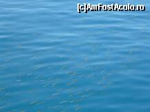 [P09] Marmaris: In croaziera: La pesti » foto by GOTHIC68
 - 
<span class="allrVoted glyphicon glyphicon-heart hidden" id="av291086"></span>
<a class="m-l-10 hidden" id="sv291086" onclick="voting_Foto_DelVot(,291086,10940)" role="button">șterge vot <span class="glyphicon glyphicon-remove"></span></a>
<a id="v9291086" class=" c-red"  onclick="voting_Foto_SetVot(291086)" role="button"><span class="glyphicon glyphicon-heart-empty"></span> <b>LIKE</b> = Votează poza</a> <img class="hidden"  id="f291086W9" src="/imagini/loader.gif" border="0" /><span class="AjErrMes hidden" id="e291086ErM"></span>