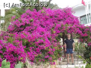 [P20] Bougainvillea de Kastellorizo » foto by irinad
 - 
<span class="allrVoted glyphicon glyphicon-heart hidden" id="av846802"></span>
<a class="m-l-10 hidden" id="sv846802" onclick="voting_Foto_DelVot(,846802,11003)" role="button">șterge vot <span class="glyphicon glyphicon-remove"></span></a>
<a id="v9846802" class=" c-red"  onclick="voting_Foto_SetVot(846802)" role="button"><span class="glyphicon glyphicon-heart-empty"></span> <b>LIKE</b> = Votează poza</a> <img class="hidden"  id="f846802W9" src="/imagini/loader.gif" border="0" /><span class="AjErrMes hidden" id="e846802ErM"></span>