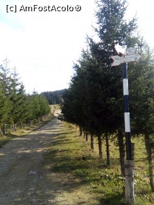 [P22] La Mama Oara – Diham Phoenix - acces la cabană din Șaua Baiului » foto by danaeldreny*
 - 
<span class="allrVoted glyphicon glyphicon-heart hidden" id="av928875"></span>
<a class="m-l-10 hidden" id="sv928875" onclick="voting_Foto_DelVot(,928875,11007)" role="button">șterge vot <span class="glyphicon glyphicon-remove"></span></a>
<a id="v9928875" class=" c-red"  onclick="voting_Foto_SetVot(928875)" role="button"><span class="glyphicon glyphicon-heart-empty"></span> <b>LIKE</b> = Votează poza</a> <img class="hidden"  id="f928875W9" src="/imagini/loader.gif" border="0" /><span class="AjErrMes hidden" id="e928875ErM"></span>