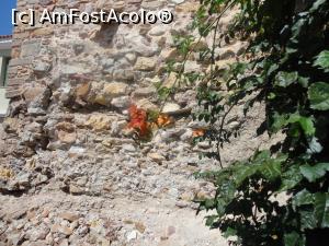[P46] Ziduri...flori...castelul genovez. » foto by maryka
 - 
<span class="allrVoted glyphicon glyphicon-heart hidden" id="av1198457"></span>
<a class="m-l-10 hidden" id="sv1198457" onclick="voting_Foto_DelVot(,1198457,11028)" role="button">șterge vot <span class="glyphicon glyphicon-remove"></span></a>
<a id="v91198457" class=" c-red"  onclick="voting_Foto_SetVot(1198457)" role="button"><span class="glyphicon glyphicon-heart-empty"></span> <b>LIKE</b> = Votează poza</a> <img class="hidden"  id="f1198457W9" src="/imagini/loader.gif" border="0" /><span class="AjErrMes hidden" id="e1198457ErM"></span>