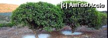 [P05] Arborii de mastic
Imagine incarcata de pe www.chios.com » foto by webmaster
 - 
<span class="allrVoted glyphicon glyphicon-heart hidden" id="av294812"></span>
<a class="m-l-10 hidden" id="sv294812" onclick="voting_Foto_DelVot(,294812,11028)" role="button">șterge vot <span class="glyphicon glyphicon-remove"></span></a>
<a id="v9294812" class=" c-red"  onclick="voting_Foto_SetVot(294812)" role="button"><span class="glyphicon glyphicon-heart-empty"></span> <b>LIKE</b> = Votează poza</a> <img class="hidden"  id="f294812W9" src="/imagini/loader.gif" border="0" /><span class="AjErrMes hidden" id="e294812ErM"></span>