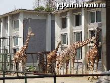 [P168] Cinci girafe... cucuiete!  » foto by Marian Preda
 - 
<span class="allrVoted glyphicon glyphicon-heart hidden" id="av341421"></span>
<a class="m-l-10 hidden" id="sv341421" onclick="voting_Foto_DelVot(,341421,11037)" role="button">șterge vot <span class="glyphicon glyphicon-remove"></span></a>
<a id="v9341421" class=" c-red"  onclick="voting_Foto_SetVot(341421)" role="button"><span class="glyphicon glyphicon-heart-empty"></span> <b>LIKE</b> = Votează poza</a> <img class="hidden"  id="f341421W9" src="/imagini/loader.gif" border="0" /><span class="AjErrMes hidden" id="e341421ErM"></span>