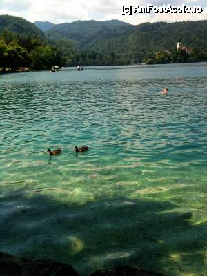 [P03] Lacul Bled - inotam printre ratze salbatice, apa cristalina » foto by cristi_an3000
 - 
<span class="allrVoted glyphicon glyphicon-heart hidden" id="av475314"></span>
<a class="m-l-10 hidden" id="sv475314" onclick="voting_Foto_DelVot(,475314,11040)" role="button">șterge vot <span class="glyphicon glyphicon-remove"></span></a>
<a id="v9475314" class=" c-red"  onclick="voting_Foto_SetVot(475314)" role="button"><span class="glyphicon glyphicon-heart-empty"></span> <b>LIKE</b> = Votează poza</a> <img class="hidden"  id="f475314W9" src="/imagini/loader.gif" border="0" /><span class="AjErrMes hidden" id="e475314ErM"></span>