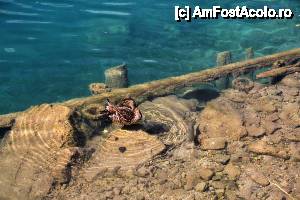 [P58] Lacul Bled - apa foarte limpede, rate si pesti » foto by cristi_an3000
 - 
<span class="allrVoted glyphicon glyphicon-heart hidden" id="av475369"></span>
<a class="m-l-10 hidden" id="sv475369" onclick="voting_Foto_DelVot(,475369,11040)" role="button">șterge vot <span class="glyphicon glyphicon-remove"></span></a>
<a id="v9475369" class=" c-red"  onclick="voting_Foto_SetVot(475369)" role="button"><span class="glyphicon glyphicon-heart-empty"></span> <b>LIKE</b> = Votează poza</a> <img class="hidden"  id="f475369W9" src="/imagini/loader.gif" border="0" /><span class="AjErrMes hidden" id="e475369ErM"></span>