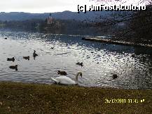 [P51] Liniste si pace pe lac » foto by Alina53
 - 
<span class="allrVoted glyphicon glyphicon-heart hidden" id="av297651"></span>
<a class="m-l-10 hidden" id="sv297651" onclick="voting_Foto_DelVot(,297651,11040)" role="button">șterge vot <span class="glyphicon glyphicon-remove"></span></a>
<a id="v9297651" class=" c-red"  onclick="voting_Foto_SetVot(297651)" role="button"><span class="glyphicon glyphicon-heart-empty"></span> <b>LIKE</b> = Votează poza</a> <img class="hidden"  id="f297651W9" src="/imagini/loader.gif" border="0" /><span class="AjErrMes hidden" id="e297651ErM"></span>